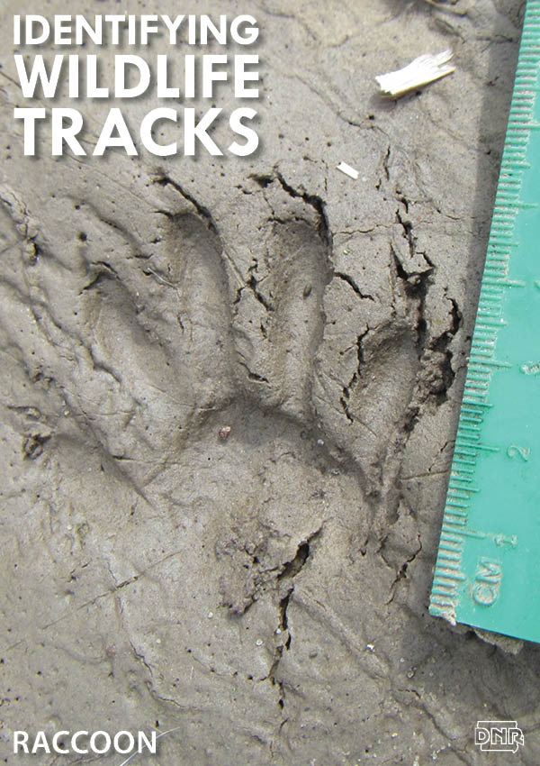 Learning how to identify common wildlife tracks, like these raccoon prints | Iowa DNR